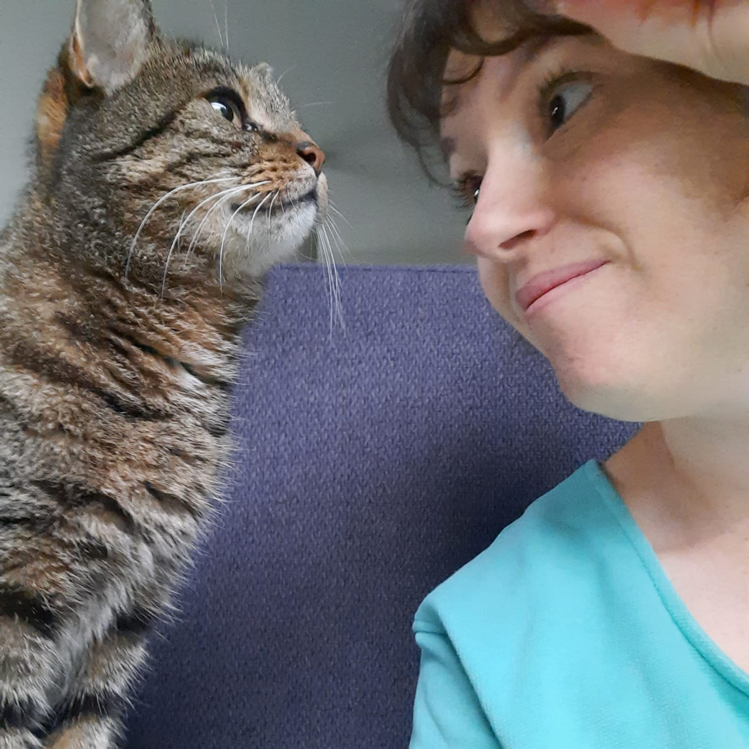 Katten gedragstherapie - The Pet Coach Overijse